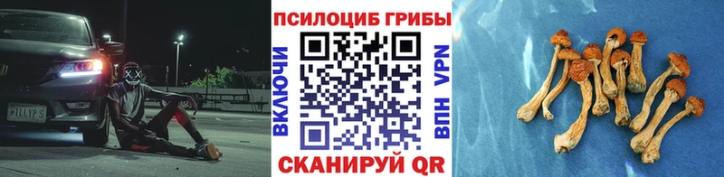 продажа наркотиков  Кондопога  Галлюциногенные грибы Psilocybine cubensis 